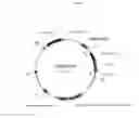 Fig. 05 - Immunization of fish with plant-expressed recombinant proteins