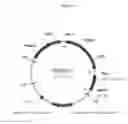 Fig. 12 - Immunization of fish with plant-expressed recombinant proteins