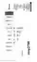Fig. 14 - Conserved bacterial IG-like domain (group 1) protein (ORF405) immunogens