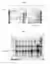 Fig. 09 - Insertion of foreign genes in rubella virus and their stable expression in a live, attenuated viral vaccine