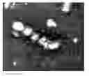 Fig. 01 - Functional influenza virus-like particles (VLPs)