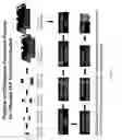 Fig. 31 - Functional influenza virus-like particles (VLPs)