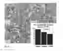 Fig. 09 - IMMUNOSUPPRESSING AGENT COMPRISING MESENCHYMAL STEM CELL DERIVED FROM ADIPOSE TISSUE, AND USE THEREOF