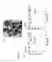 Fig. 02 - CATIONIC POLYMER COATED MESOPOROUS SILICA NANOPARTICLES AND USES THEREOF