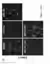 Fig. 04 - CATIONIC POLYMER COATED MESOPOROUS SILICA NANOPARTICLES AND USES THEREOF