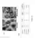 Fig. 23 - CATIONIC POLYMER COATED MESOPOROUS SILICA NANOPARTICLES AND USES THEREOF