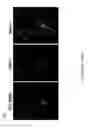 Fig. 28 - CATIONIC POLYMER COATED MESOPOROUS SILICA NANOPARTICLES AND USES THEREOF