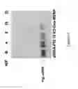 Fig. 35 - CATIONIC POLYMER COATED MESOPOROUS SILICA NANOPARTICLES AND USES THEREOF