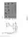 Fig. 49 - CATIONIC POLYMER COATED MESOPOROUS SILICA NANOPARTICLES AND USES THEREOF