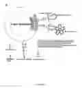 Fig. 02 - Compositions and methods for wound healing