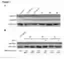 Fig. 02 - MSH3 Expression Status Determines the Responsiveness of Cancer Cells to the Chemotherapeutic Treatment with PARP Inhibitors and Platinum Drugs