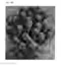 Fig. 22 - GLUTEN ADDITIVES FOR RICE BAKERY AND PREPARATION METHOD THEREOF