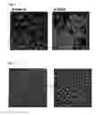 Fig. 02 - Method for producing mast cells from pluripotent stem cells