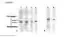 Fig. 03 - Cell-Free Synthesis of Active Reprogramming Transcription Factors