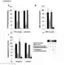 Fig. 07 - Cell-Free Synthesis of Active Reprogramming Transcription Factors