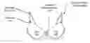 Fig. 01 - NURSING BRA CONVERSION