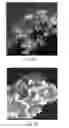 Fig. 09 - Graphite Particle-Supported Pt and Pt Alloy Electrocatalyst with Controlled Exposure of Defined Crystal Faces for Oxygen Reduction Reaction (ORR)