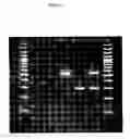 Fig. 02 - DNA-based methods for clone-specific identification of 
