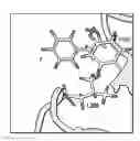 Fig. 01 - SPECIFIC BINDING SITES IN COLLAGEN FOR INTEGRINS AND USE THEREOF