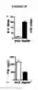 Fig. 07 - Therapeutic methods for type I diabetes