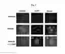 Fig. 06 - MODULATION OF GLUT4 GENE PROMOTER ACTIVITY BY AHNAK