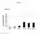 Fig. 07 - Composite material with properties of self-healing and release of active ingredients, for biomedical applications