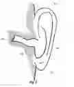 Fig. 04 - Ear plug with surface electrodes