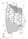 Fig. 22 - Compression device with strategic weld construction