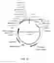 Fig. 41 - Generating genotypic variations in plant genomes by gamete infection