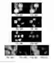 Fig. 43 - Generating genotypic variations in plant genomes by gamete infection