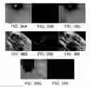 Fig. 44 - Generating genotypic variations in plant genomes by gamete infection