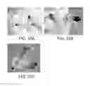 Fig. 45 - Generating genotypic variations in plant genomes by gamete infection