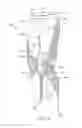 Fig. 02 - Lower body garment with elasticity-reducing panel