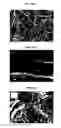 Fig. 20 - ELECTROCHEMICAL CARBON NANOTUBE FILTER AND METHOD