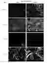 Fig. 22 - ELECTROCHEMICAL CARBON NANOTUBE FILTER AND METHOD