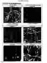 Fig. 59 - ELECTROCHEMICAL CARBON NANOTUBE FILTER AND METHOD