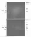 Fig. 09 - Thin film transistor and method for manufacturing the same