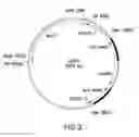 Fig. 08 - GRANULOCYTE-COLONY STIMULATING FACTOR PRODUCED IN GLYCOENGINEERED PICHIA PASTORIS
