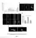 Fig. 07 - COMPOSITIONS AND METHODS FOR MODULATING STEM CELLS AND USES THEREOF