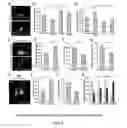 Fig. 08 - COMPOSITIONS AND METHODS FOR MODULATING STEM CELLS AND USES THEREOF
