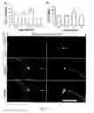 Fig. 05 - Stem cells, nucleotide sequences and proteins therefrom