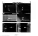 Fig. 06 - Stem cells, nucleotide sequences and proteins therefrom