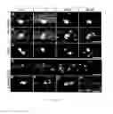 Fig. 08 - Stem cells, nucleotide sequences and proteins therefrom
