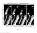 Fig. 09 - Stem cells, nucleotide sequences and proteins therefrom