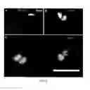 Fig. 11 - Stem cells, nucleotide sequences and proteins therefrom