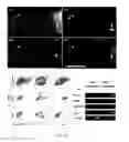 Fig. 12 - Stem cells, nucleotide sequences and proteins therefrom