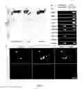 Fig. 13 - Stem cells, nucleotide sequences and proteins therefrom