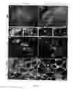 Fig. 14 - Stem cells, nucleotide sequences and proteins therefrom