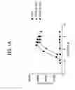 Fig. 02 - FGF21 mutants multimers and uses thereof