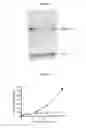 Fig. 08 - Notch1 binding agents and methods of use thereof